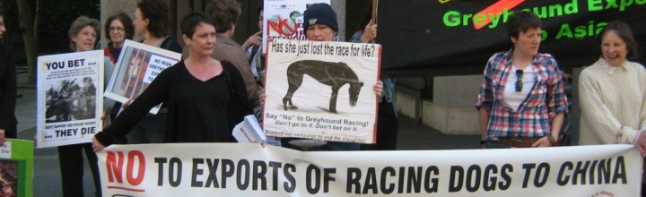 STOP sending greyhounds to China