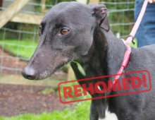 Sally – Rehomed
