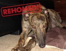 Suzie Rehomed