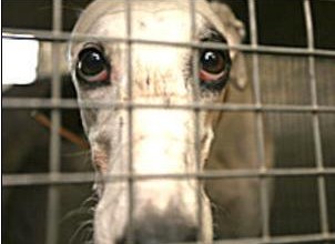 Irish Greyhounds being exported to Spain for racing.